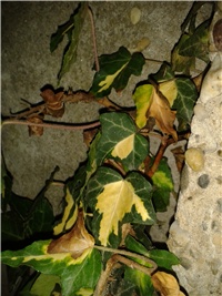 789062cf-2016-07-06 21.32.06.jpg